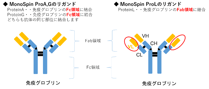 <アフィニティリガンド> Protain A、Protein G、Protein Lから選択可能 の説明