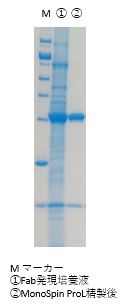 ProL精製結果