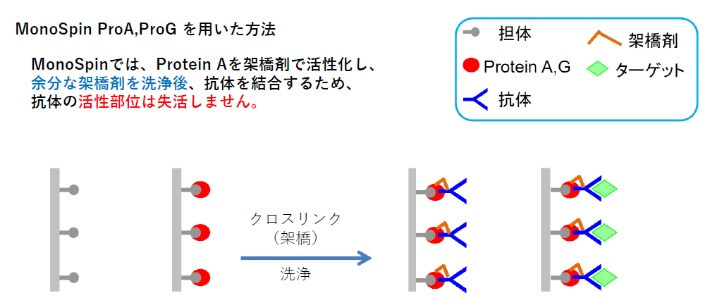 MonoSpin ProA,ProG を用いた方法