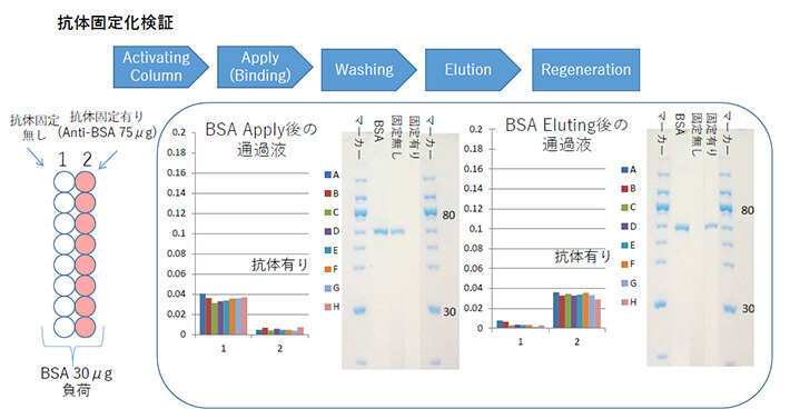 抗体固定化検証