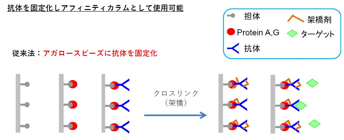 従来の抗体固定化