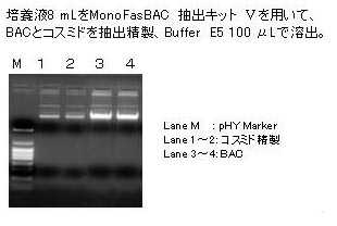 大腸菌から精製の図