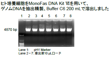 ヒト培養細胞から精製の図