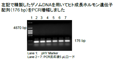 精製物のPCR増幅の図