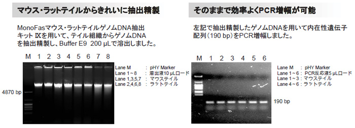 マウス・ラットテイルから抽出精製、そのままで効率よくPCR増幅が可能説明