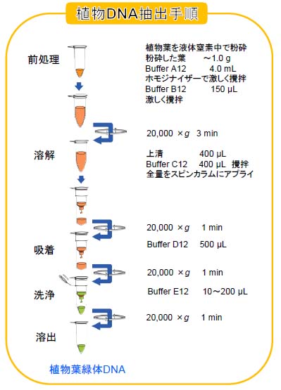 DNA抽出手順の図