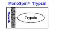 MonoSpin Trypsinの図