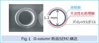 Fig.1 G-column断面SEMと構造