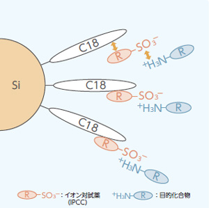 陽イオン分析用イオン対試薬の保持メカニズム